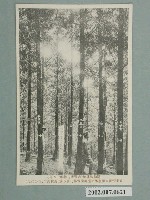 藏品(扁柏造林地)的圖片