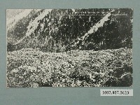 藏品(臺灣新高主山下的石楠花海)的圖片