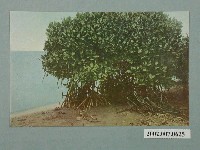 藏品(臺北市菊元百貨店發行臺灣紅樹林)的圖片