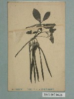 藏品(臺灣植物標本紅樹林)的圖片