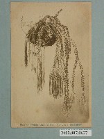 藏品(臺灣蕨類植物)的圖片