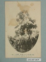 藏品(小川一真印行嘉義公園內木薯護謨樹)的圖片