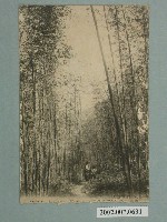 藏品(竹林)的圖片