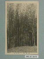 藏品(仙台印刷有限責任株式會社印製臺南州桂竹林)的圖片