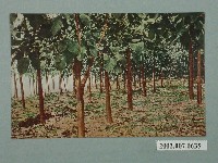 藏品(臺北新高堂發行柚木材造林)的圖片