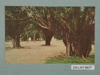 藏品(臺北市菊元百貨店發行榕樹)的圖片