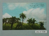 藏品(臺北生蕃屋本店印行高雄郊外寫生)的圖片
