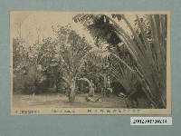 藏品(生蕃屋出版臺灣熱帶植物扇椰子椰)的圖片