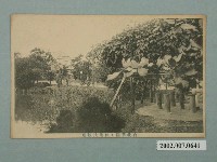 藏品(臺北苗圃與林業試驗場)的圖片