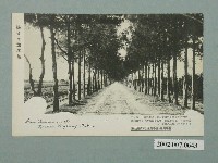 藏品(臺灣恆春街道木麻黃竝樹)的圖片