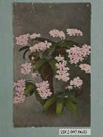 藏品(胡蝶蘭)的圖片