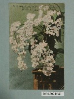 藏品(臺北生蕃屋本店印行臺灣胡蝶蘭)的圖片