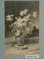 藏品(胡蝶蘭)的圖片