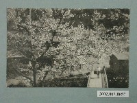 藏品(盛開的櫻花)的圖片