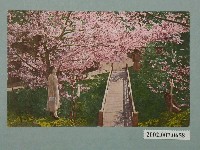 藏品(阿里山的吉野櫻)的圖片