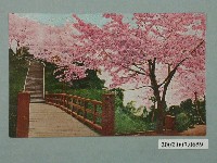 藏品(阿里山的櫻花)的圖片