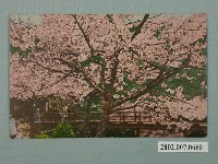 藏品(阿里山的吉野櫻)的圖片