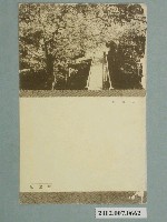 藏品(阿里山吉野櫻)的圖片