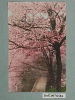 藏品(阿里山吉野櫻)的圖片