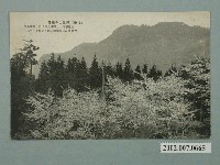 藏品(阿里山的櫻花)的圖片