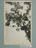 藏品(阿里山八重櫻)的圖片