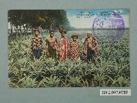 藏品(臺北生蕃屋本店發行鳳梨)的圖片