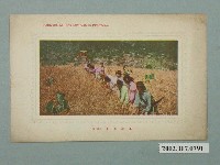 藏品(臺中棚邊書店發行臺灣高山原住民)的圖片