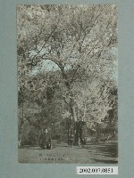 藏品(霧社分室前的白櫻)的圖片