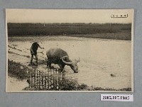藏品(日本和歌山製耕作中的水牛)的圖片