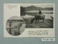 藏品(牛背上的孩子與耕作中的水牛)的圖片