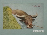 藏品(生蕃屋商店發行臺灣水牛)的圖片