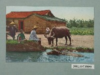藏品(臺北生蕃屋本店發行臺灣情調土角厝與水牛)的圖片