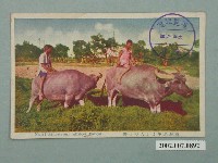 藏品(臺灣孩童與水牛)的圖片