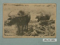 藏品(臺灣水牛)的圖片