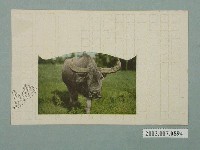 藏品(臺北生蕃屋本店印行臺灣水牛)的圖片