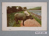 藏品(三色版印刷株式會社印行水牛)的圖片