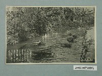 藏品(日本和歌山製水中行走的水牛)的圖片