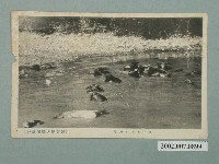 藏品(屏東紀之國屋發行水中的水牛)的圖片