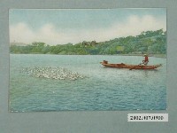 藏品(臺北市菊元百貨發行養鴨)的圖片
