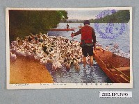 藏品(生蕃屋出版臺灣人家鴨飼養)的圖片