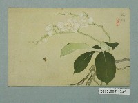 館藏編號:2002.007.1249的藏品圖