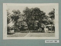 藏品(臺灣屏東市臺灣製糖株式會社發行瑞竹)的圖片