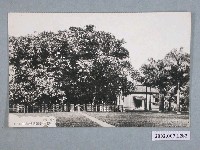 藏品(屏東臺灣製糖會社內的瑞竹)的圖片