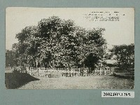 藏品(屏東瑞竹林)的圖片