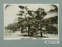 藏品(官幣大社臺灣神社北白川宮大妃殿下御手植內地松)的圖片