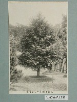 藏品(皇太子殿下御手植油杉)的圖片