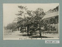 藏品(北白川宮大妃殿下御手植內地松)的圖片