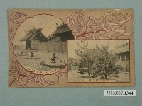 藏品(北白川宮能久親王妃御手植松)的圖片