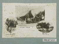 藏品(臺南神社社務所發行臺南神社本殿及皇太子與北白川宮大妃殿下手植榕樹)的圖片