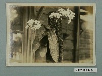 藏品(蝴蝶蘭)的圖片